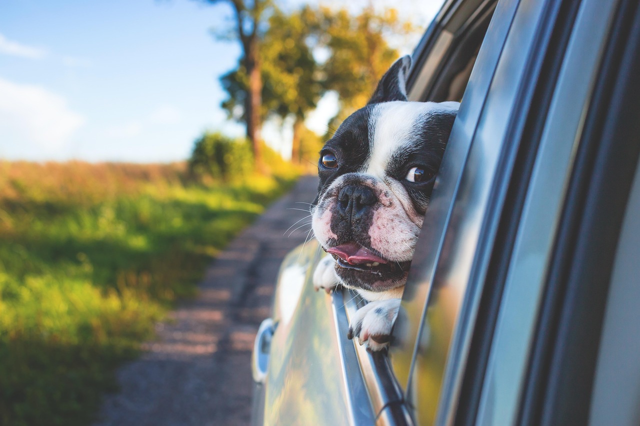 A small dog inside a high-quality IATA-compliant pet travel carrier.