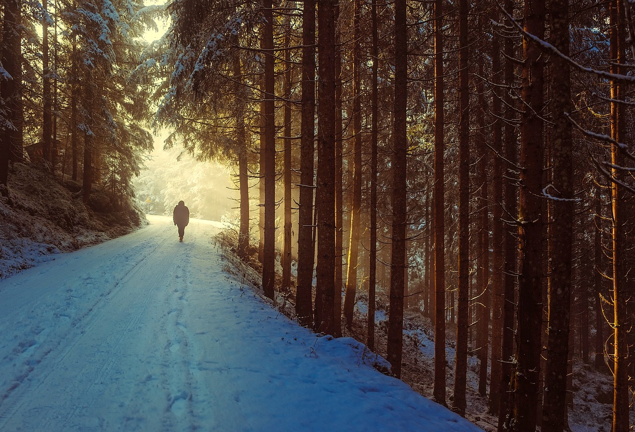 A sun-drenched walking path through a lush green forest at dawn.