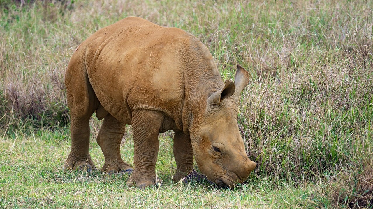 An upscale glamping safari lodge in the African savannah.