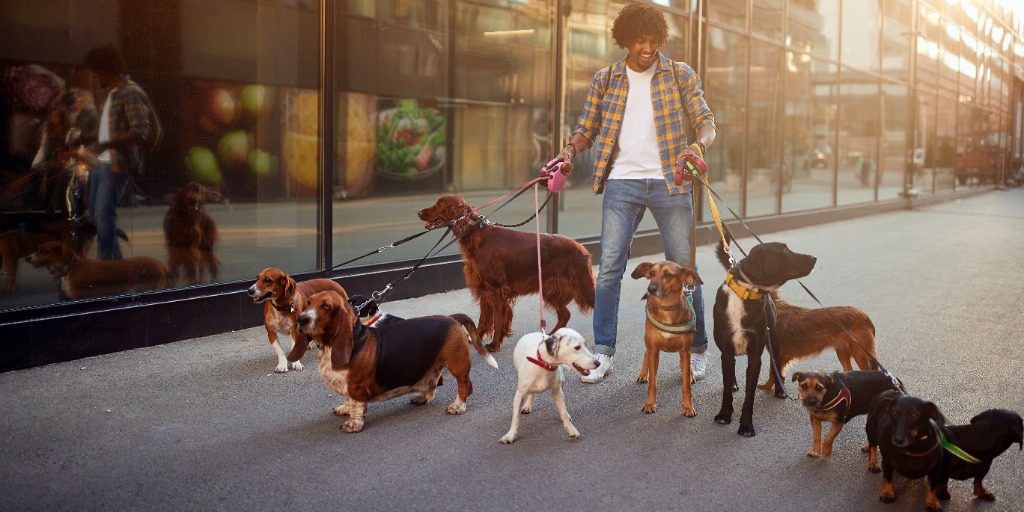 A professional dog walker walking multiple dogs on leashes in an urban environment.