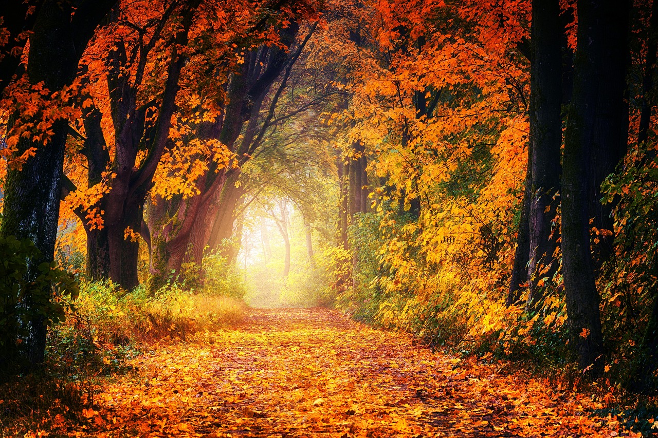 A fork in a forest path representing different investment strategy directions.