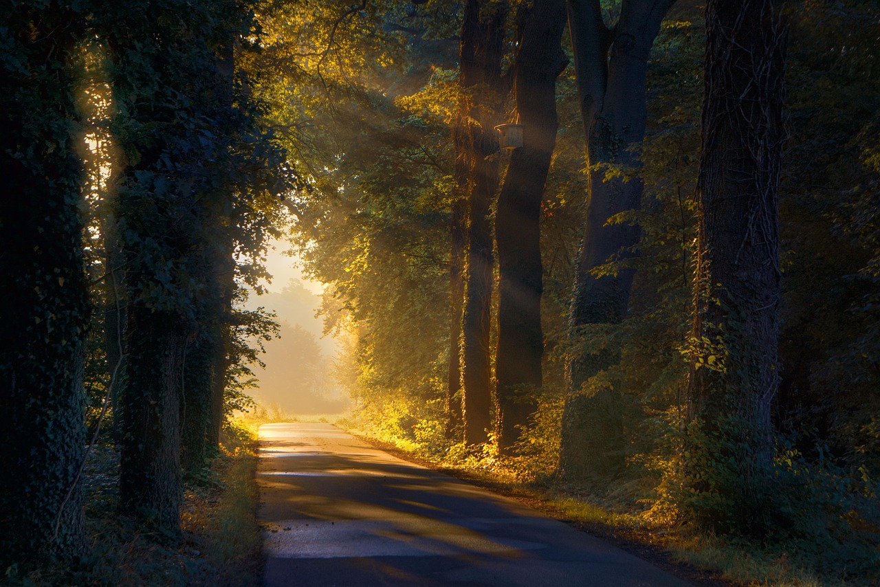 A bright sunrise over a clear path, symbolizing the journey toward financial health and improved credit.