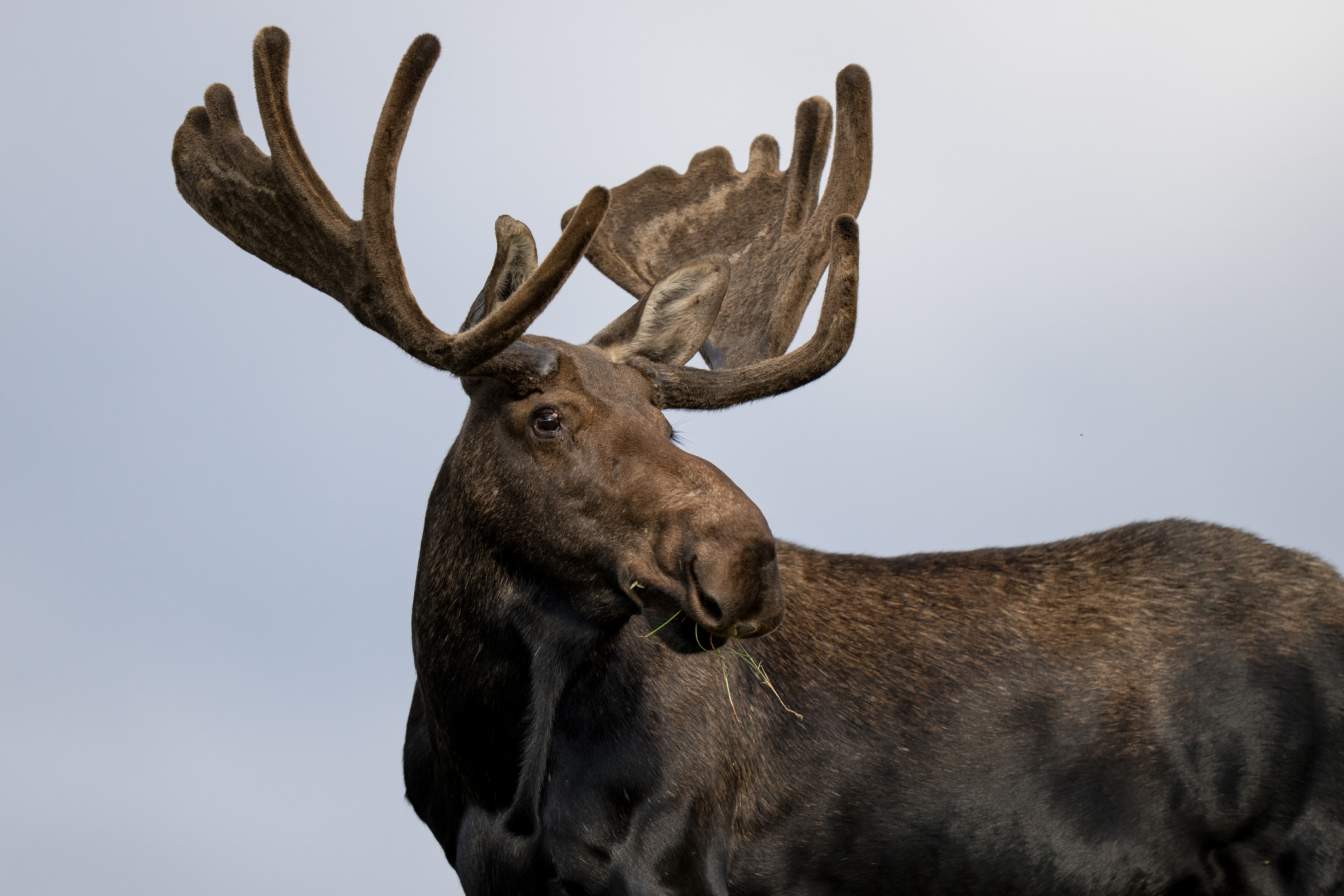 A large bull moose standing in a grassy field in Northern Colorado.